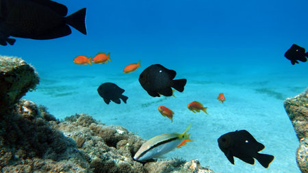Tropical fish in the Red Sea. Egypt. Sharm El Sheikh