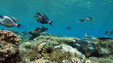 Underwater view of tropical coral reef with fishes and corals.