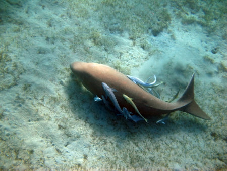 Dugong (dugong dugon) or seacow in the Red Sea.の写真素材