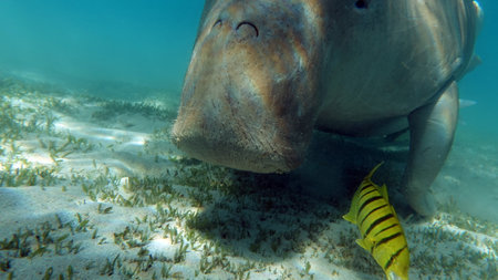 Dugong (dugong dugon) or seacow in the Red Sea.の写真素材