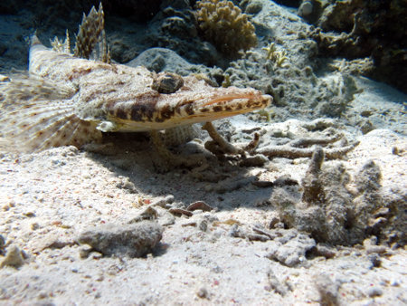 Scorpionfish on the seabed in the Red Sea