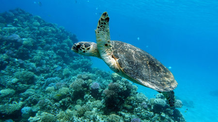 Hawaiian Green Sea Turtle (Chelonia mydas)の写真素材
