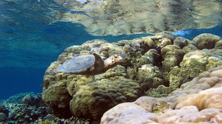 Hawksbill sea turtle (Chelonia mydas) in the Red Seaの写真素材