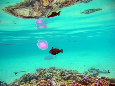 Underwater view of the coral reef with fish and jellyfish.