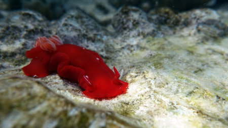 Red nudibranch (Nudibranch) in the Red Seaの写真素材