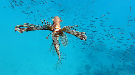 Lionfish (Pterois volitans) in the Red Sea