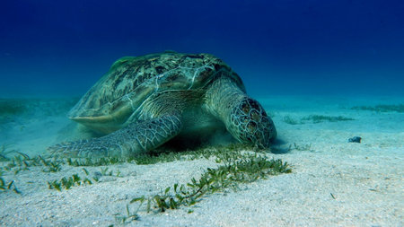 Green turtles are the largest of all sea turtles. A typical adult is 3 to 4 feet long and weighs between 300 and 350 pounds.の写真素材