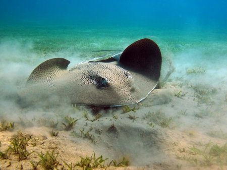 Stingray swimming in the blue waters of the Caribbean Sea.