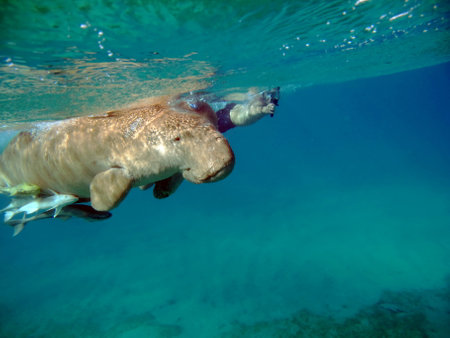 Dugongo. Sea Cow in Marsa Alam. Marsa Mubarak bay.の写真素材