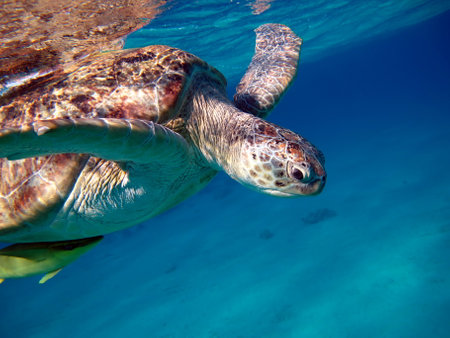 Hawaiian Green Sea Turtle (Chelonia mydas)