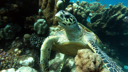 Hawksbill sea turtle (CR species) Hawksbill Turtle - Eretmochelys imbricata.