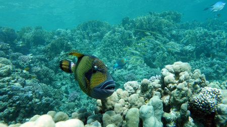 The underwater world of the red sea, coral reef and marine fish