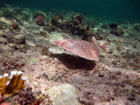 Stingrays. Leopard Electric Stingray - This electric stingray grows up to 100 cm and feeds on fish and bottom dwellers.の写真素材
