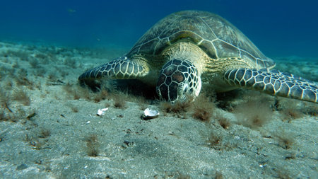 Green sea turtle (Chelonia mydas) in the Red Seaの写真素材