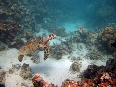 Hawksbill sea turtle (CR species) Hawksbill Turtle - Eretmochelys imbricata.の写真素材