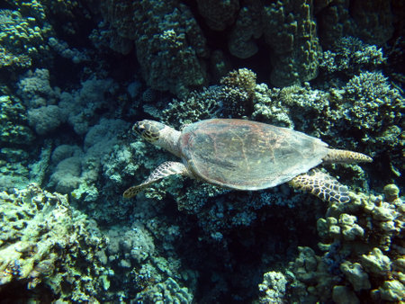 Hawksbill sea turtle (CR species) Hawksbill Turtle - Eretmochelys imbricata.の写真素材