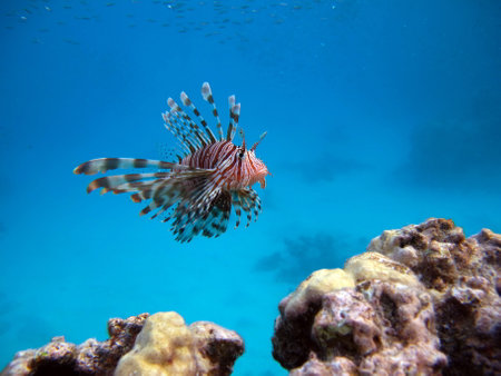 Red Lionfish (Pterois volitans) in the Red Sea