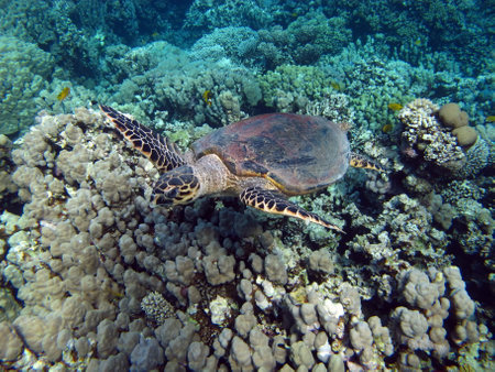 Hawksbill sea turtle (CR species) Hawksbill Turtle - Eretmochelys imbricata.の写真素材
