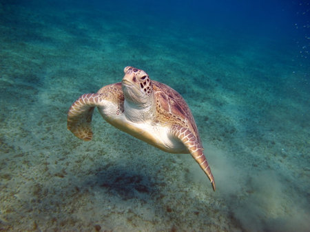 Hawaiian Green Sea Turtle (Chelonia mydas) in the Red Seaの写真素材