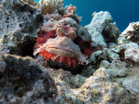 A scorpionfish on a coral reef in the Red Sea.の写真素材