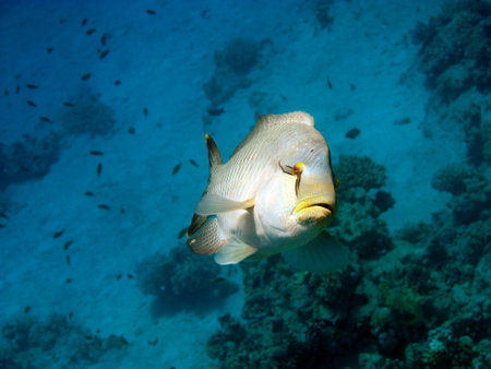 Napoleon fish. Fish - type bone fish Osteichthyes. Gubanovye - Labridae. Fish - Napoleon.