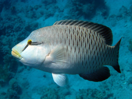 Napoleon fish. Fish - type bone fish Osteichthyes. Gubanovye - Labridae. Fish - Napoleon.