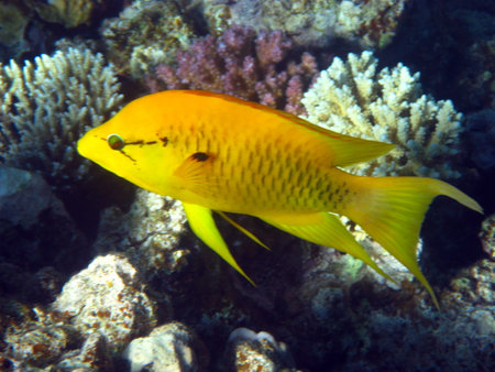 Tropical fish in the Red Sea. Egypt, Sharm El Sheikh