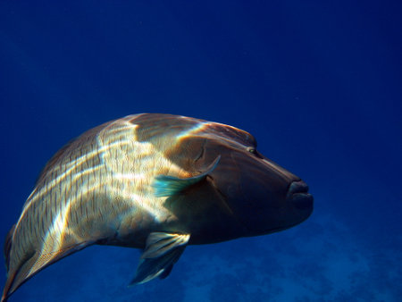 Napoleon fish. Fish - type bone fish Osteichthyes. Gubanovye - Labridae. Fish - Napoleon.の写真素材