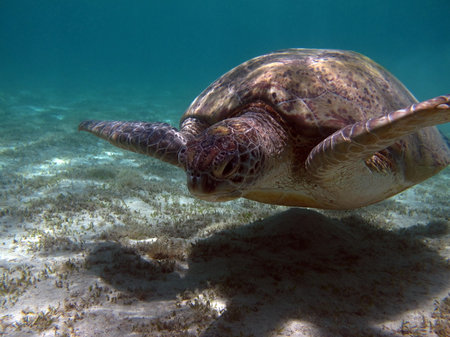 Green turtles are the largest of all sea turtles. A typical adult is 3 to 4 feet long and weighs...