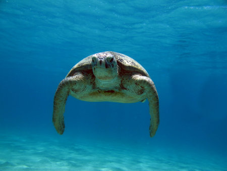 Green turtles are the largest of all sea turtles. A typical adult is 3 to 4 feet long and weighs between 300 and 350 pounds.の写真素材
