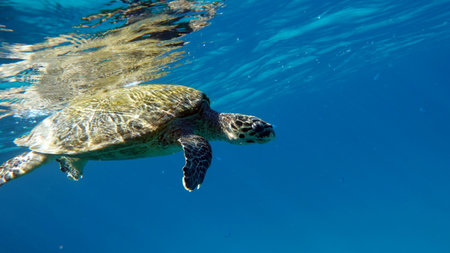 Green turtles are the largest of all sea turtles. A typical adult is 3 to 4 feet long and weighs between 300 and 350 pounds.の写真素材