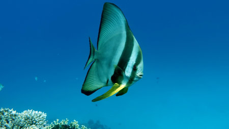 snorkeling in the caribbean sea of the dominican republicの写真素材