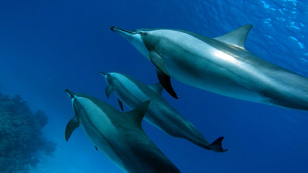 Dolphins swimming in the blue water of the Caribbean Sea, Mexico