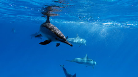 Dolphins swimming in the blue water of the ocean.