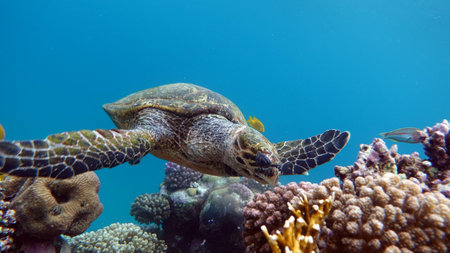 Hawksbill sea turtle (CR species) Hawksbill Turtle - Eretmochelys imbricata.の写真素材