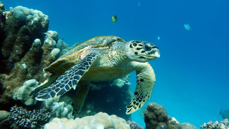Hawksbill sea turtle (CR species) Hawksbill Turtle - Eretmochelys imbricata.