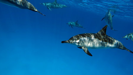 Dolphins swimming in the blue water of the ocean.の写真素材