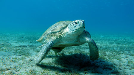 Green turtles are the largest of all sea turtles. A typical adult is 3 to 4 feet long and weighs...