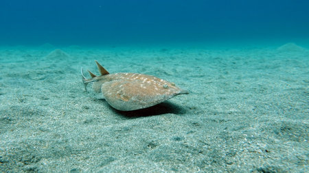 Common stingray (Stingray) in the Red Sea, Egyptの写真素材