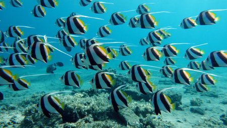 School of tropical fish on the seabed of the Red Sea