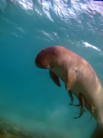Dugong (dugong dugon) or seacow in the Red Sea.の写真素材