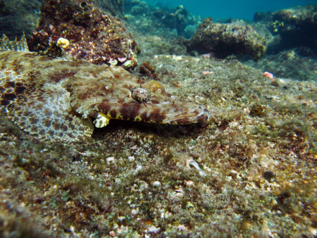 Crocodile fish, fish bone type fish Osteichthyes Flathead (Platycephalidae).の写真素材