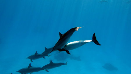 Dolphins. Spinner dolphin. Stenella longirostris is a small dolphin that lives in tropical coastal...