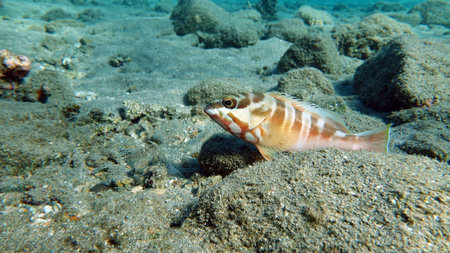 Colorful tropical fish on a coral reef, amazingly beautiful fairy world. In the coral gardens of the Red Sea.の写真素材