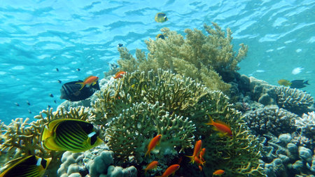 Colorful tropical fish on a coral reef in the Red Sea.