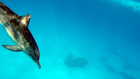 Dolphins. Spinner dolphin. Stenella longirostris is a small dolphin that lives in tropical coastal waters around the world.の写真素材