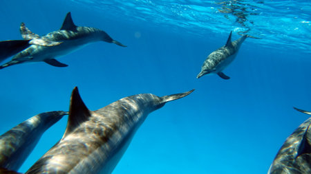 Dolphins. Spinner dolphin. Stenella longirostris is a small dolphin that lives in tropical coastal waters around the world.の写真素材
