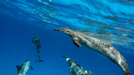 Dolphins. Spinner dolphin. Stenella longirostris is a small dolphin that lives in tropical coastal waters around the world.の写真素材