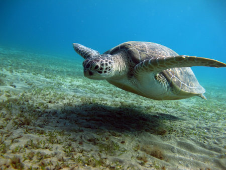 Big Green turtle, Green turtles are the largest of all sea turtles. A typical adult is 3 to 4 feet long and weighs between 300 and 350 pounds.の写真素材