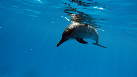 Dolphins. Spinner dolphin. Stenella longirostris is a small dolphin that lives in tropical coastal waters around the world.の写真素材